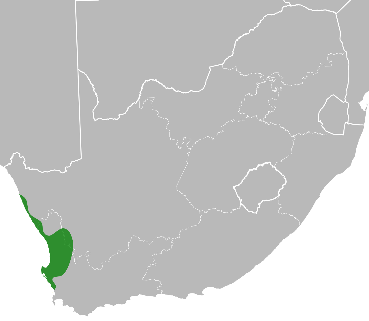 Lebeckia ambigua