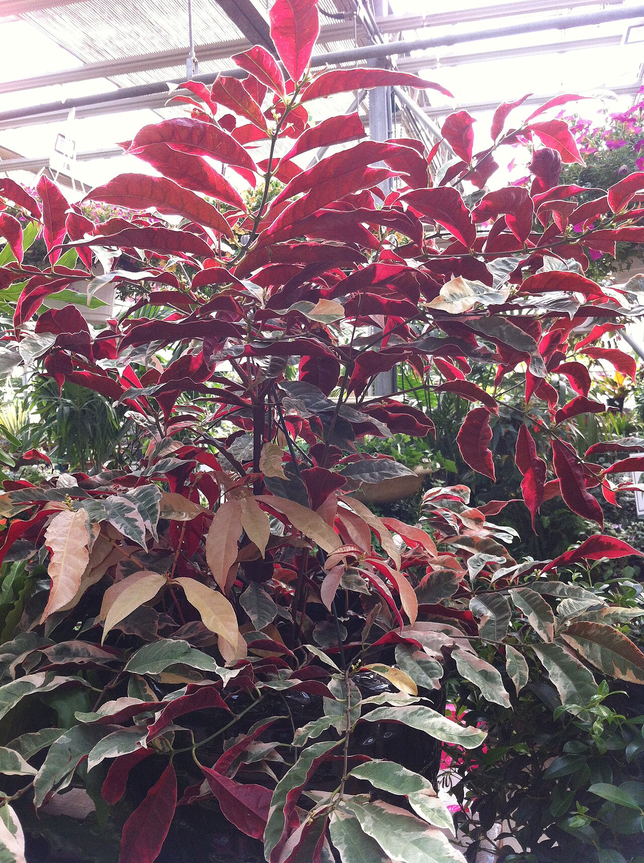 Excoecaria cochinchinensis