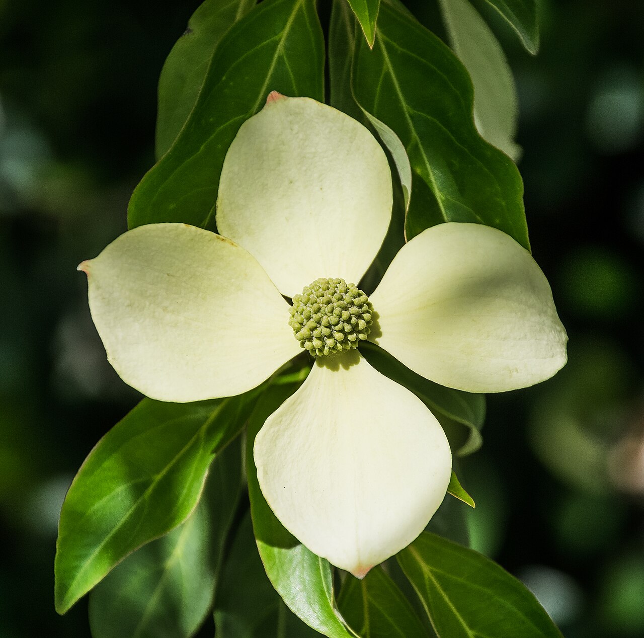 Cornus capitata