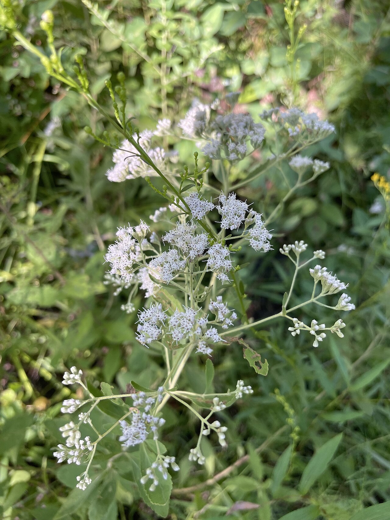 Eupatorium semiserratum