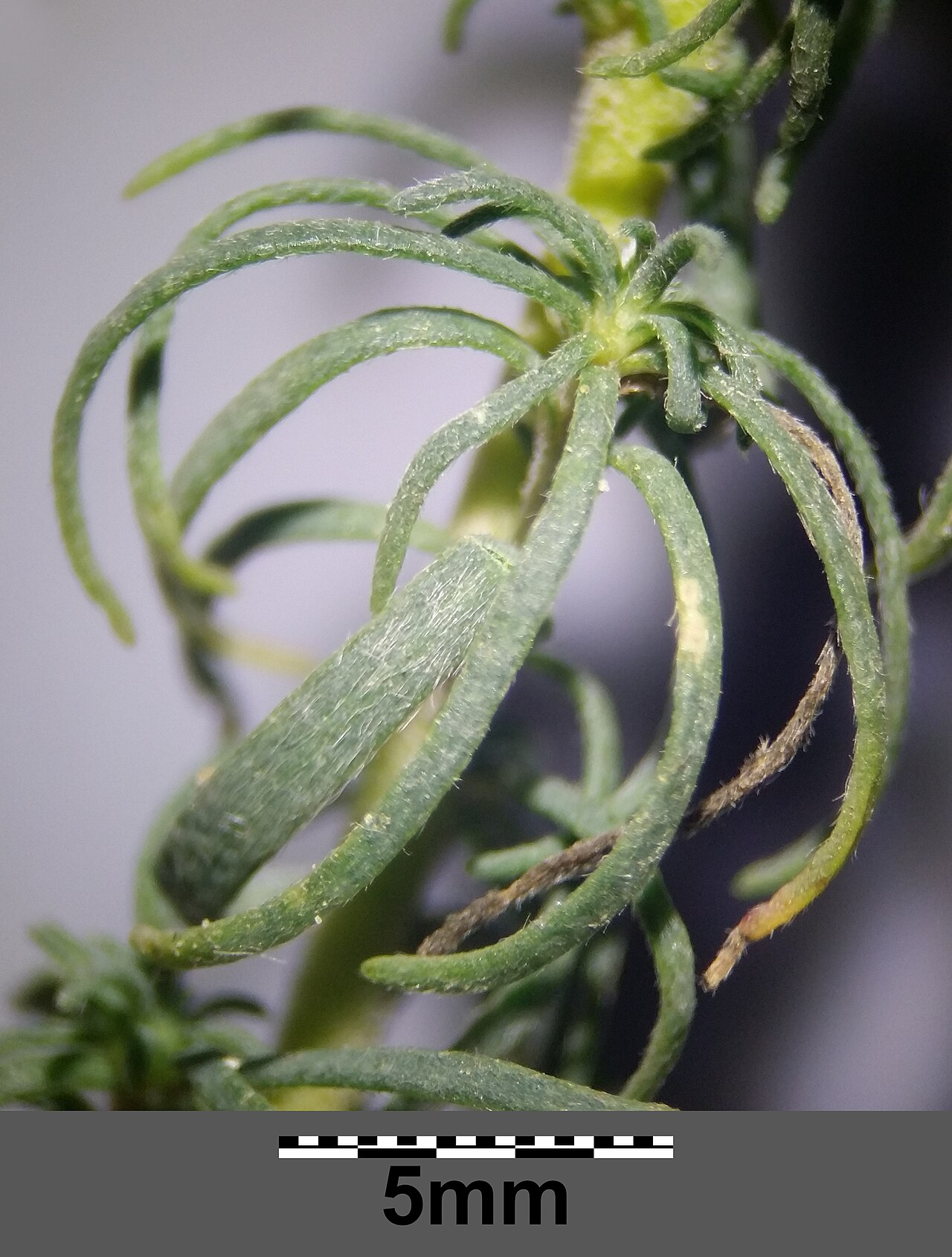 Bassia prostrata