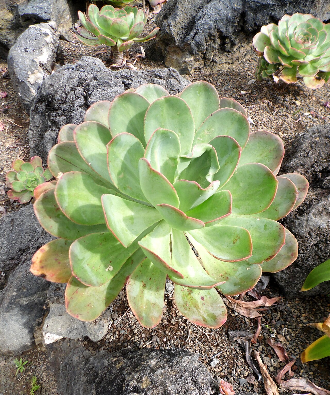 Aeonium hierrense