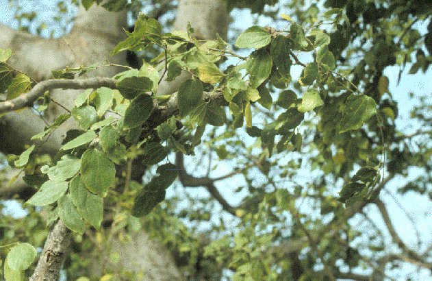 Celtis toka