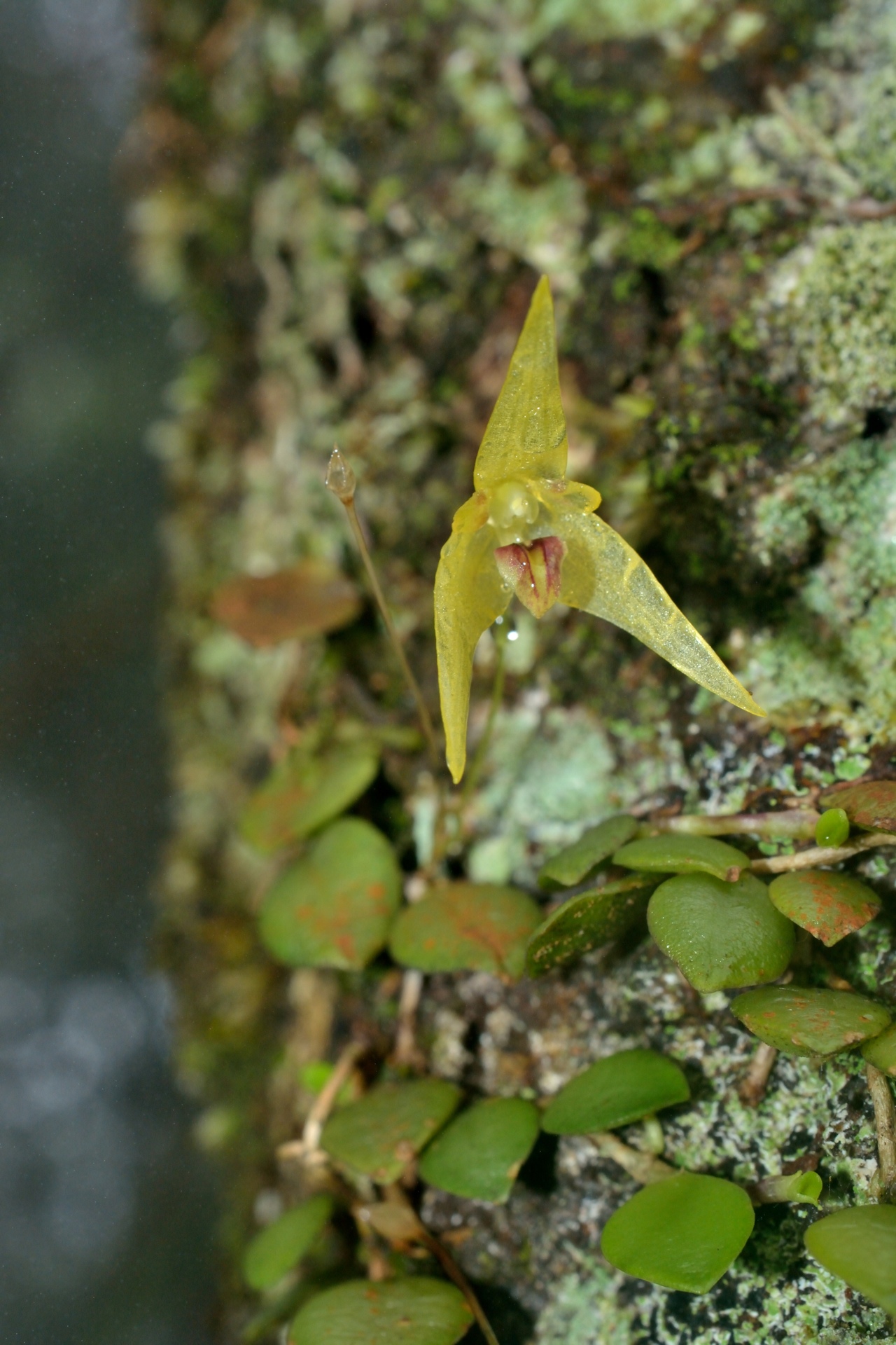 Bulbophyllum drymoglossum