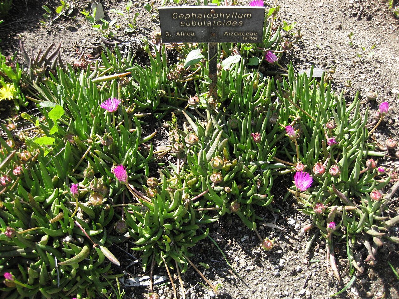Cephalophyllum subulatoides