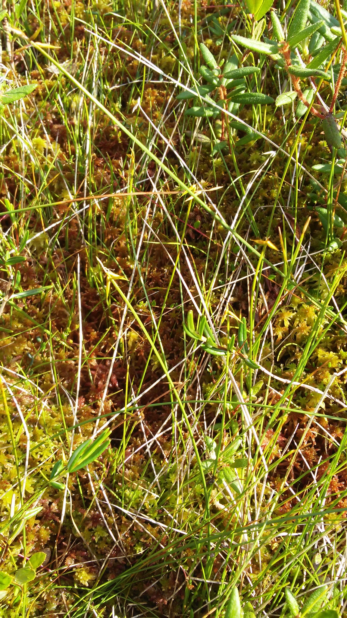 Carex pauciflora