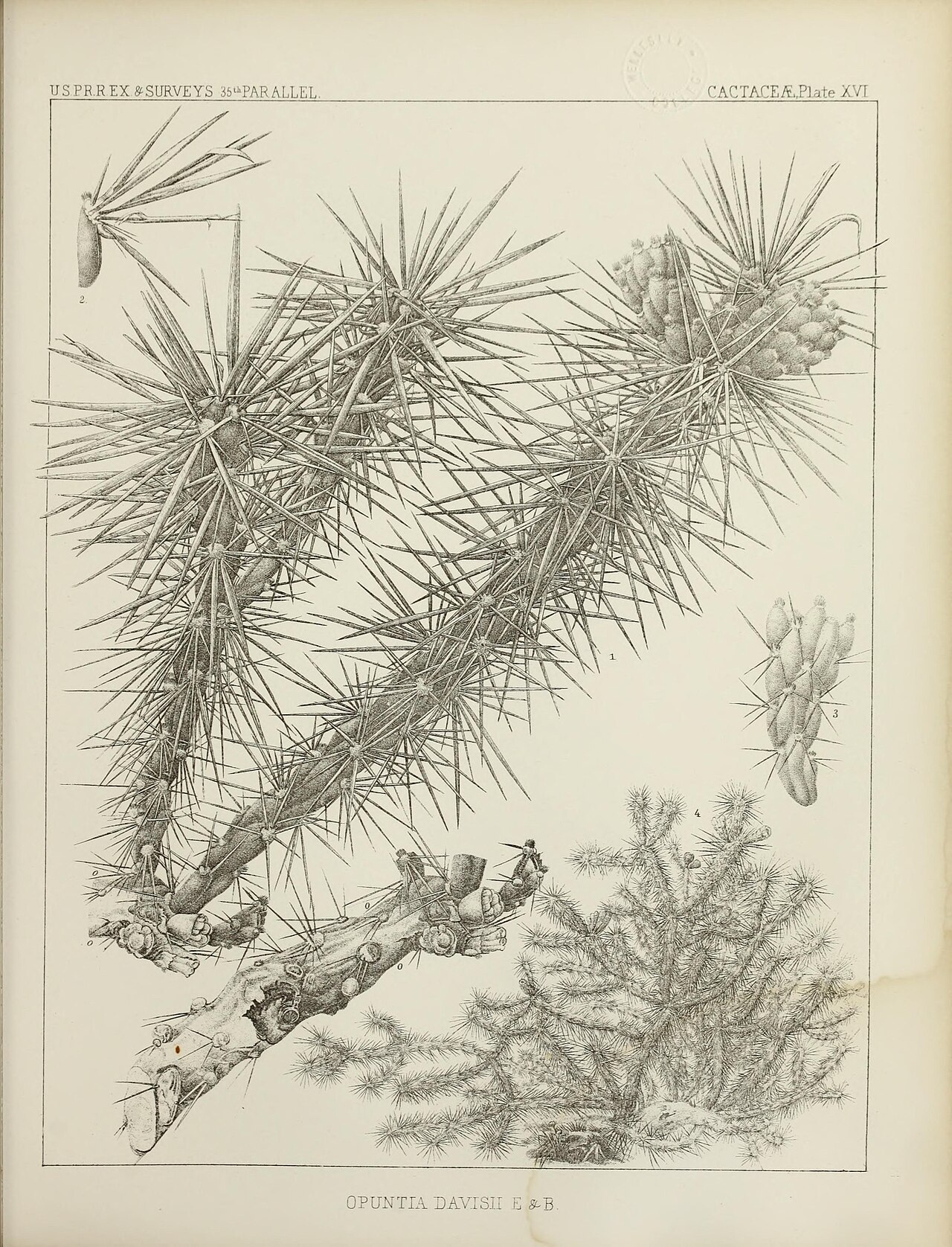 Cylindropuntia davisii