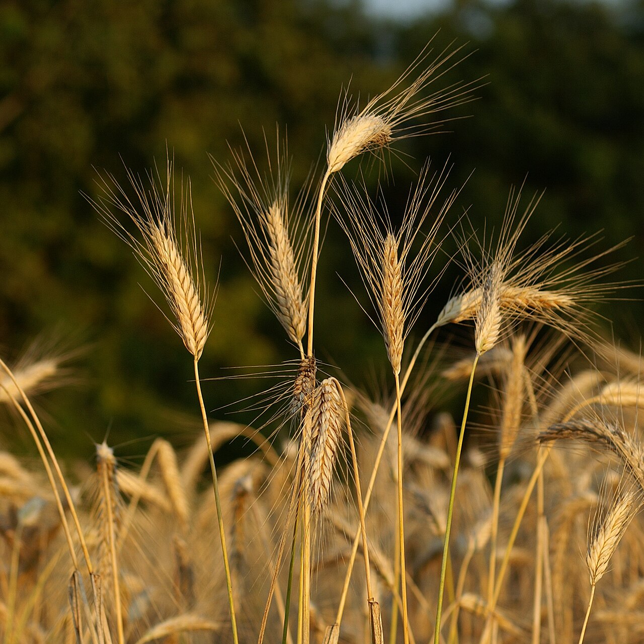 Polish wheat