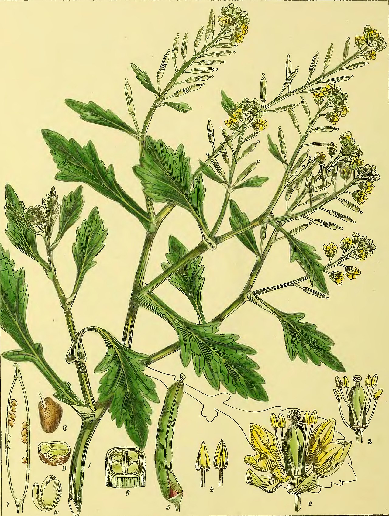Nasturtium madagascariense