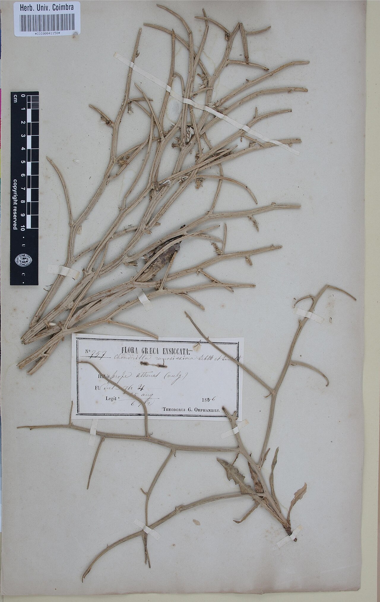 Chondrilla ramosissima