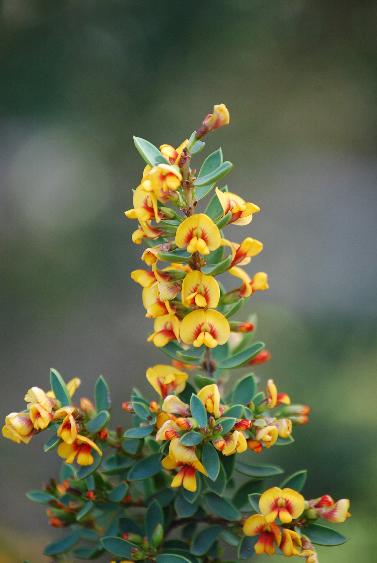Eutaxia myrtifolia