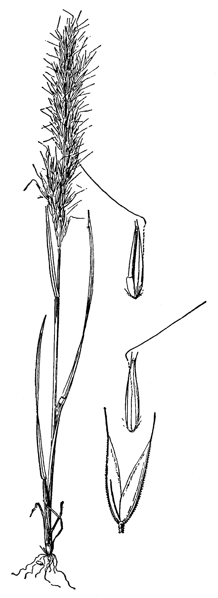 Agrostis hendersonii