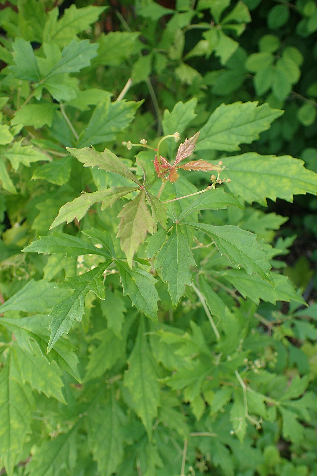 Ampelopsis