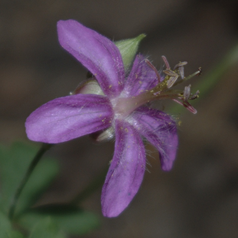 Geranium caespitosum