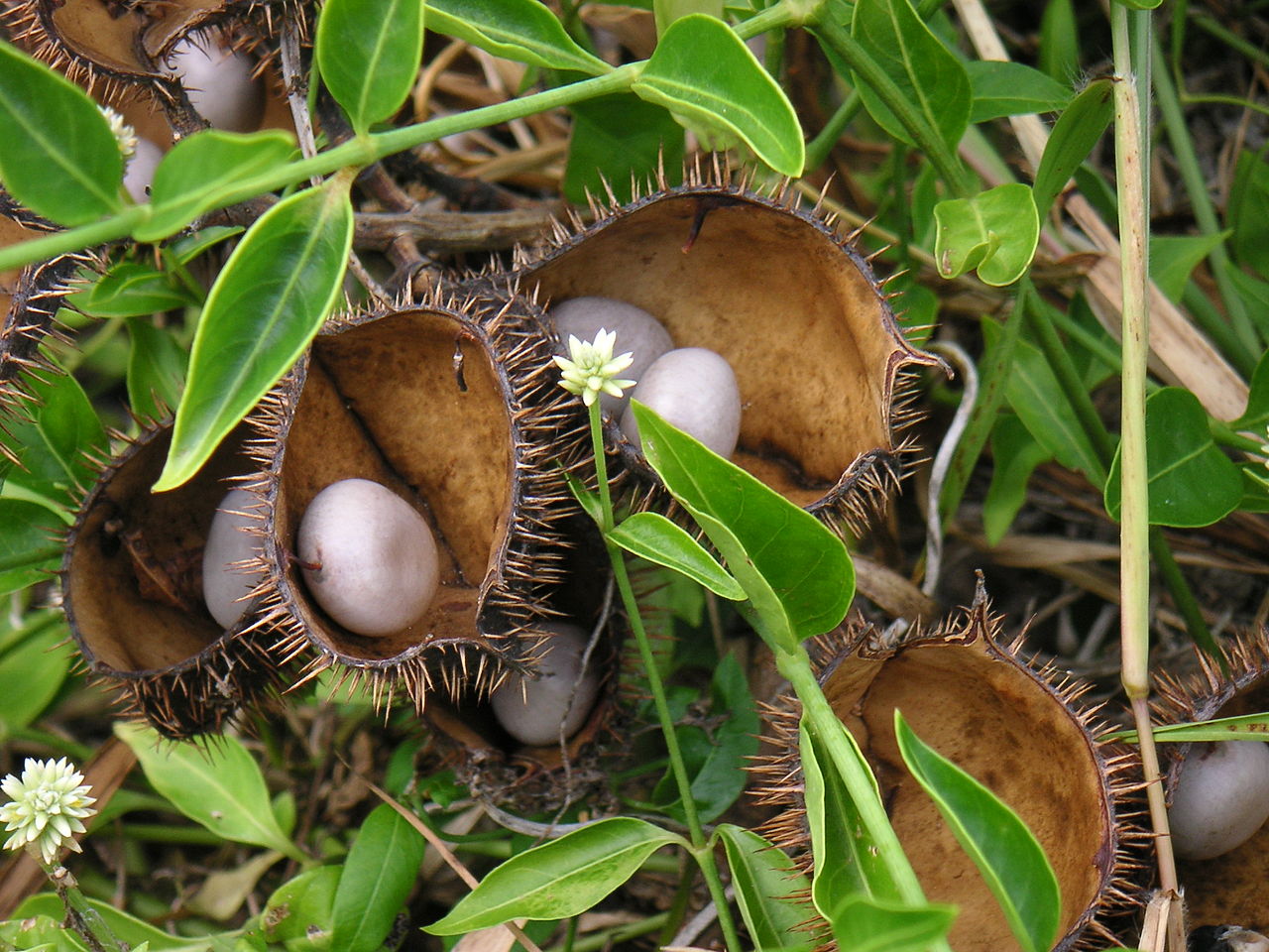 Alternanthera flavescens