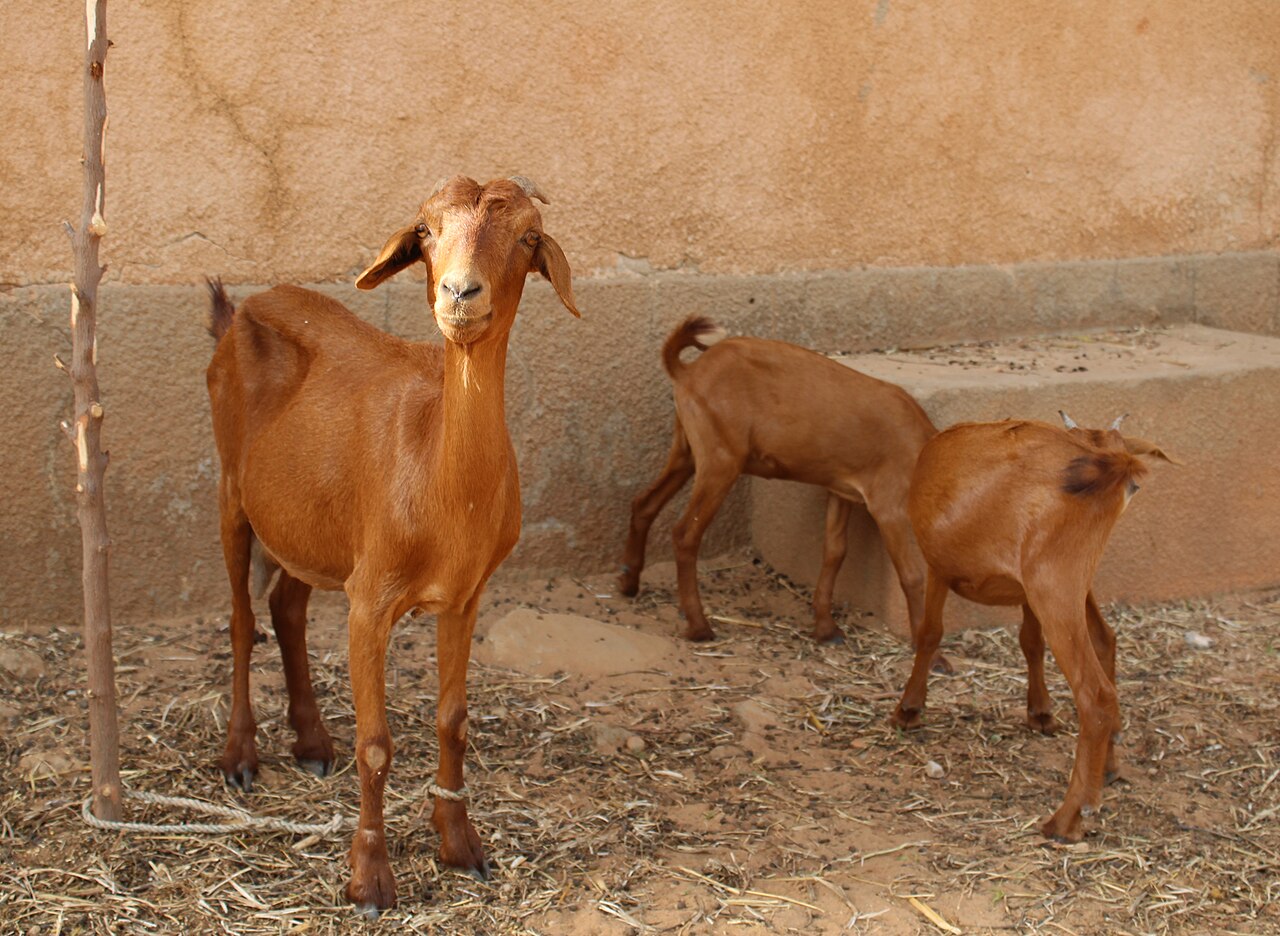 Red Maradi