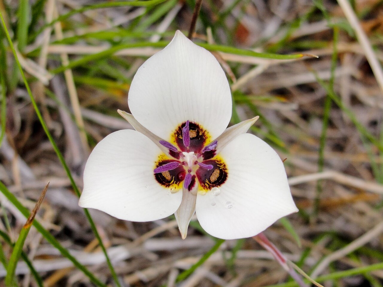 Calochortus excavatus