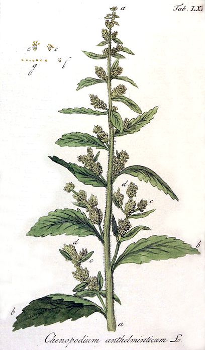 Dysphania anthelmintica