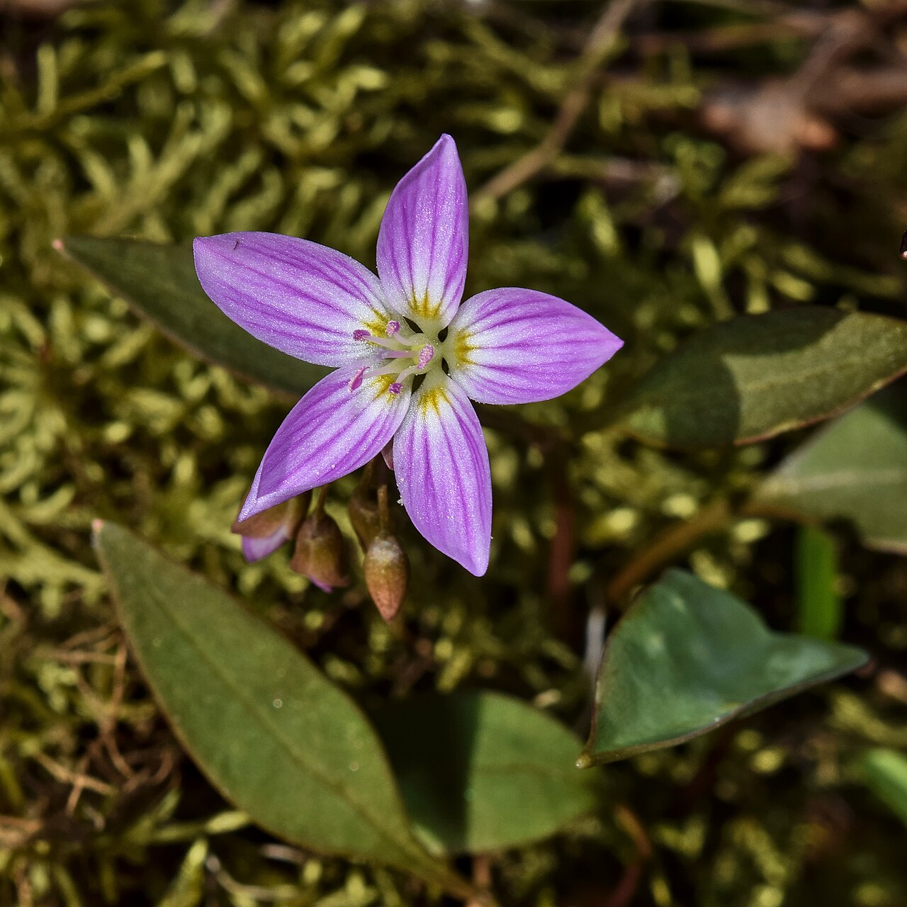 Claytonia caroliniana