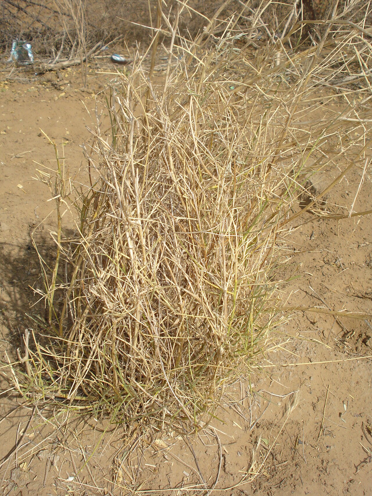 Crotalaria burhia