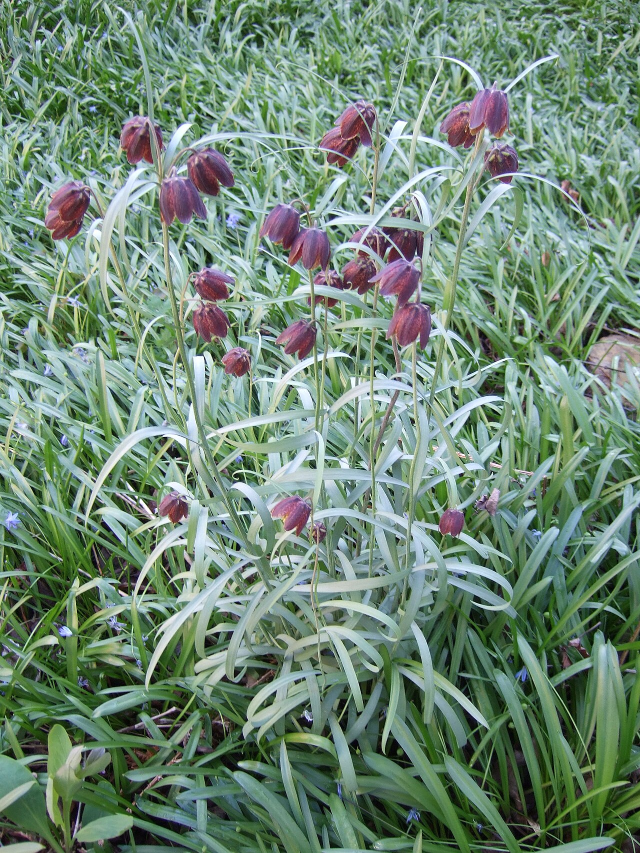 Fritillaria ruthenica