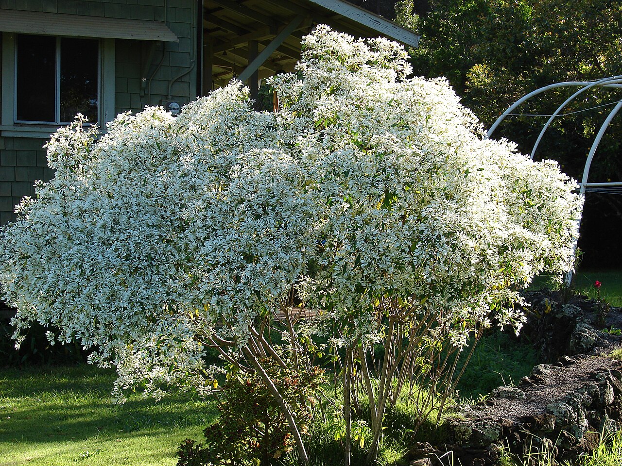 Euphorbia leucocephala