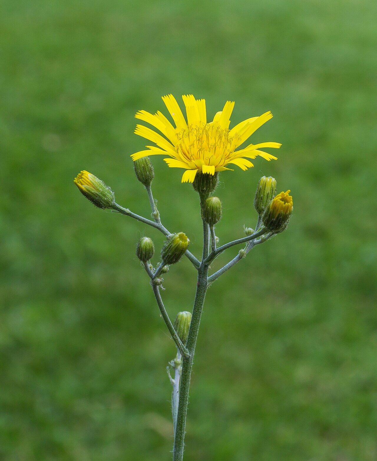 Hieracium maculatum