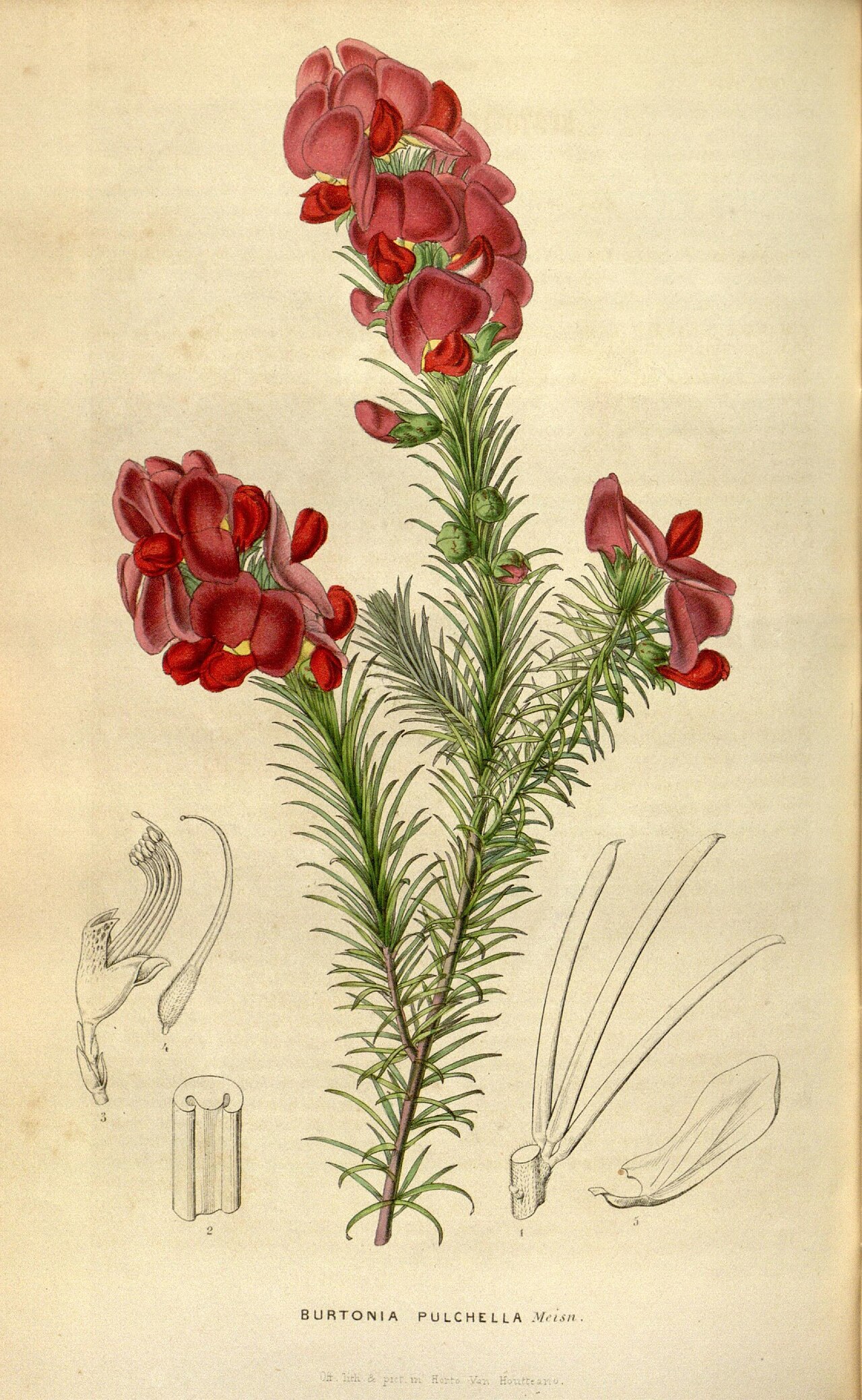 Gompholobium scabrum