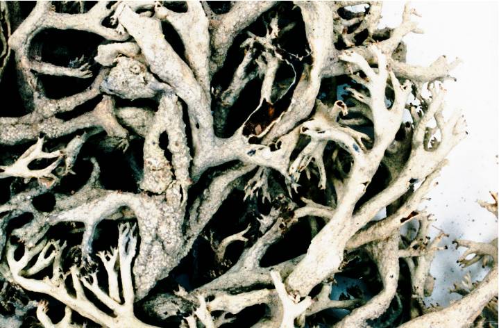 Quill lichen or the quill cup lichen