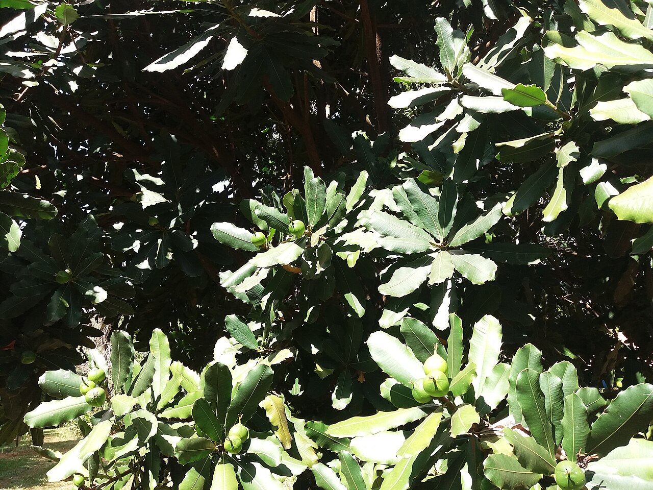 Pachystroma longifolium