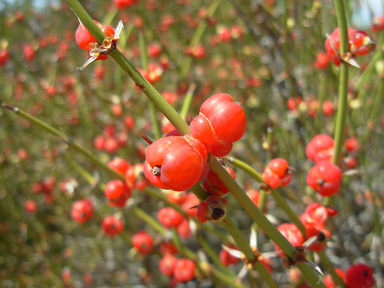 Ephedra ochreata