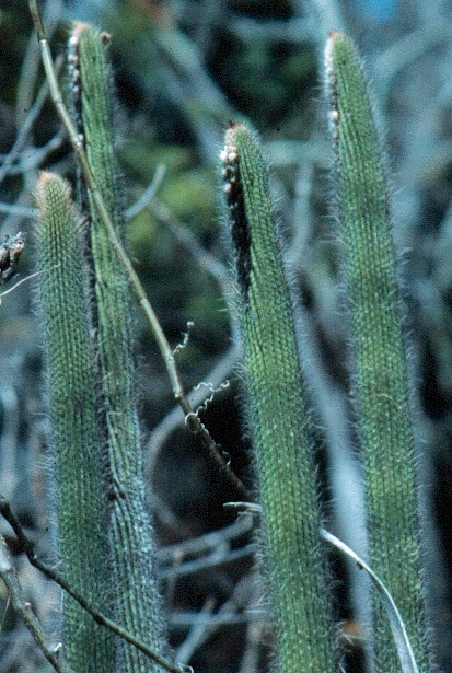 Facheiroa cephaliomelana