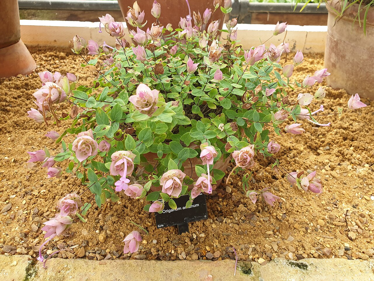 Origanum amanum
