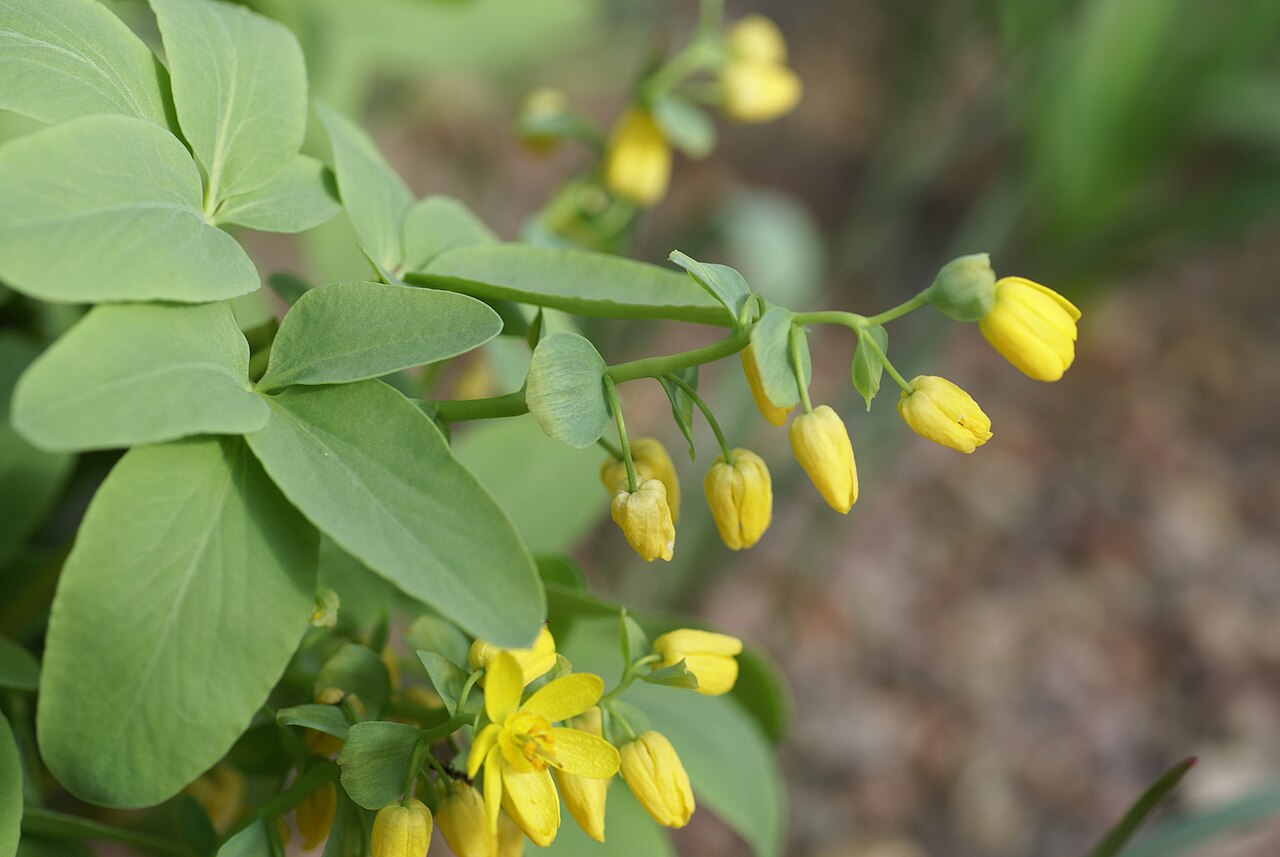 Gymnospermium altaicum