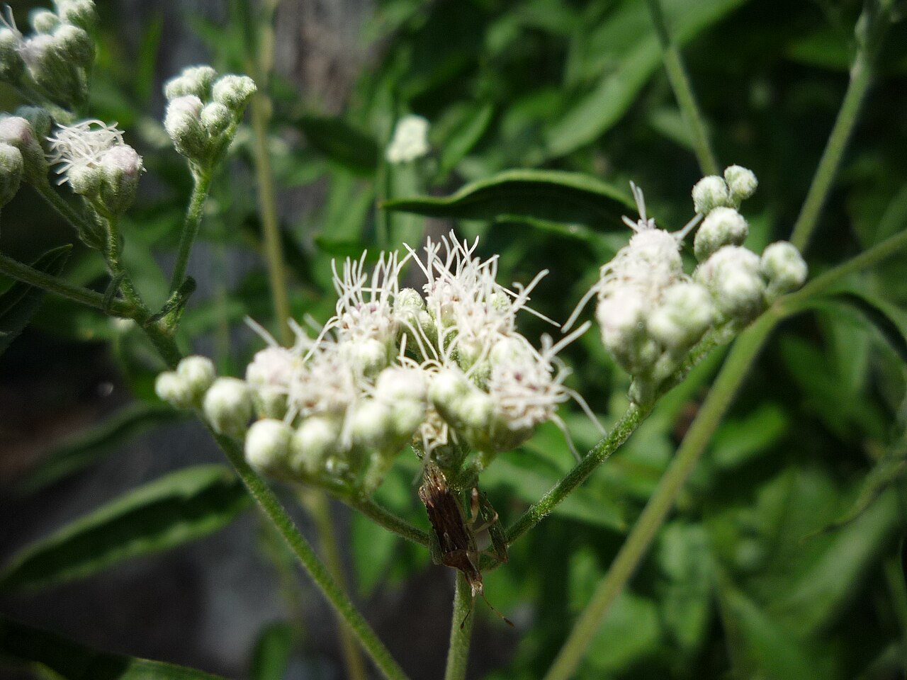 Late boneset or late thoroughwort