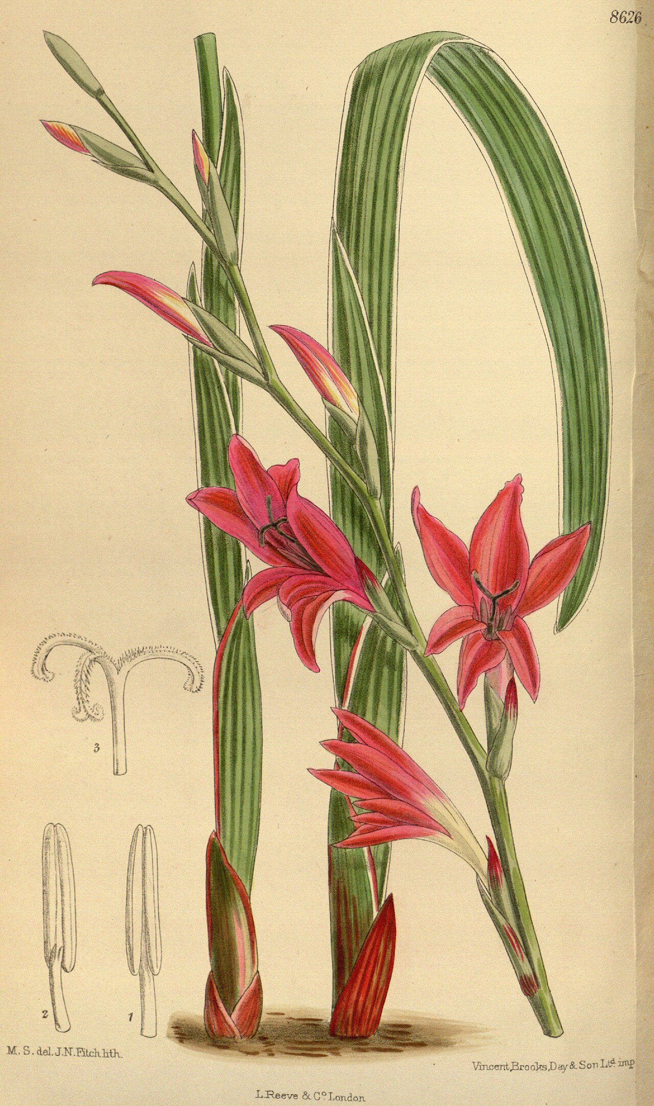 Gladiolus melleri