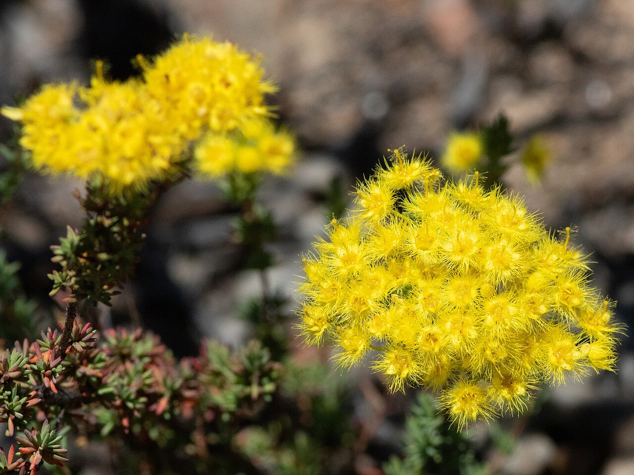 Verticordia multiflora