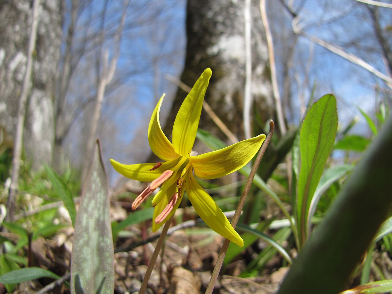 Erythronium rostratum