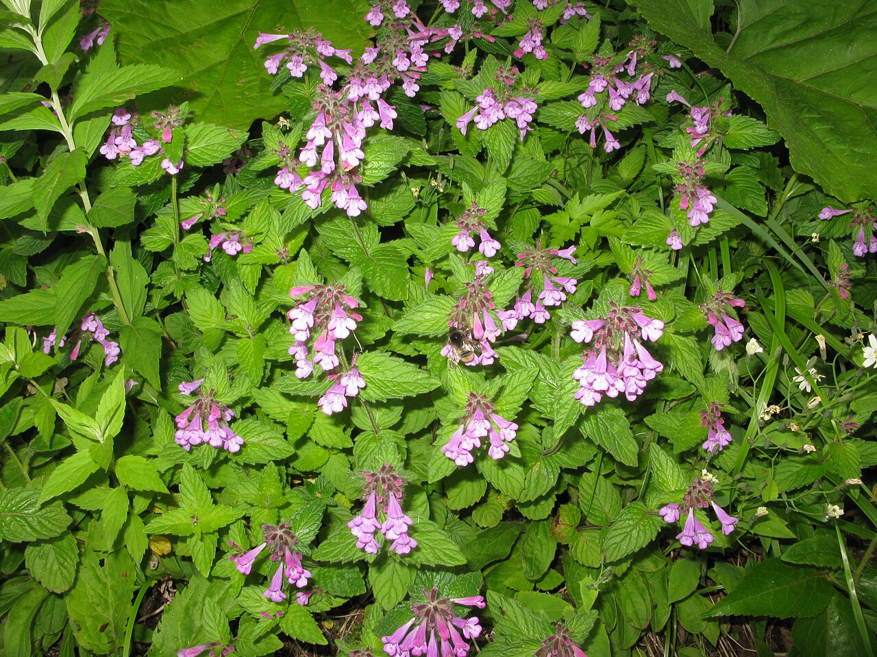 Clinopodium macranthum
