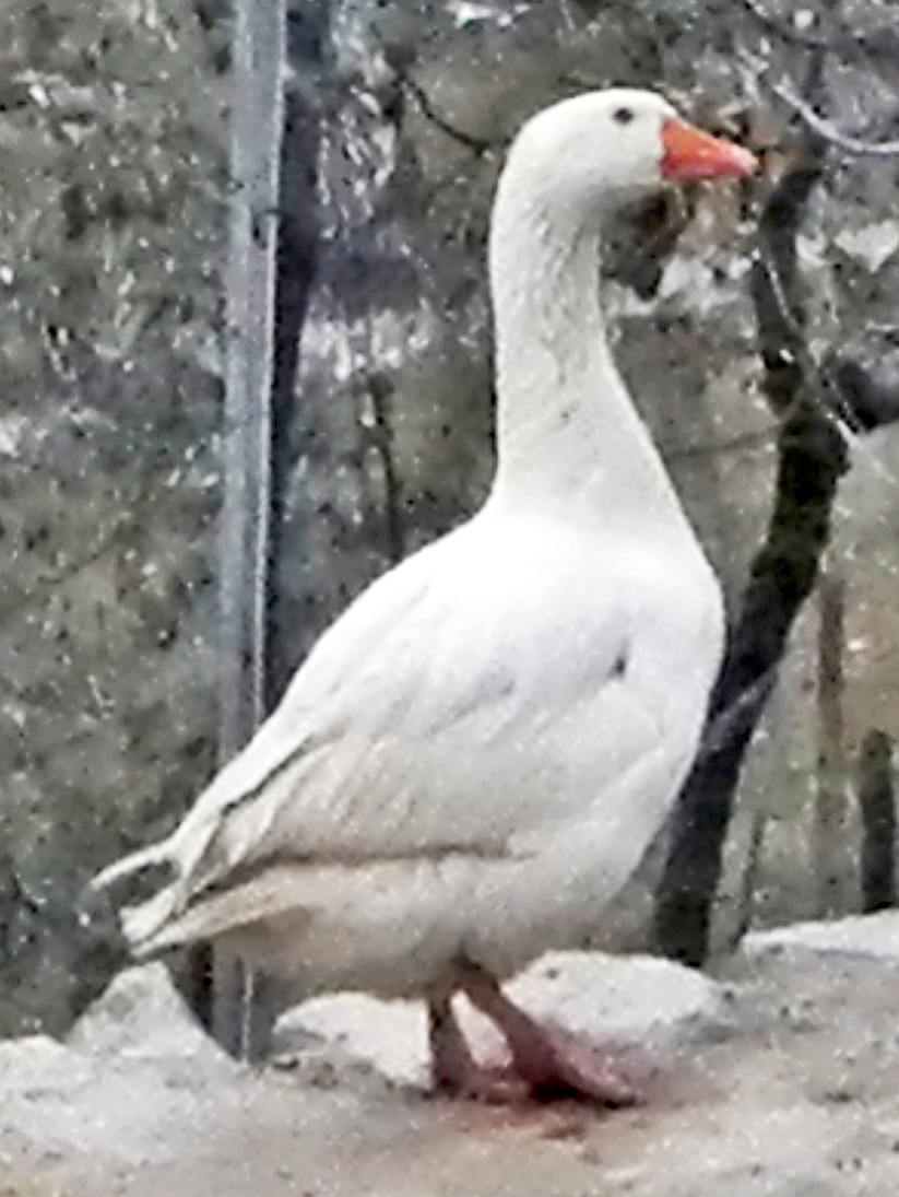 Italian goose