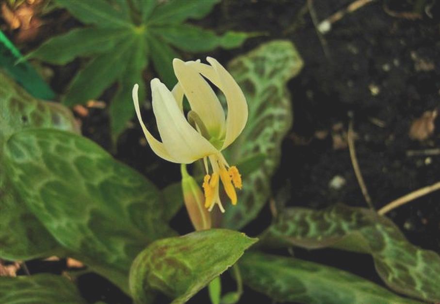 Citrus fawn lily or cream fawn lily