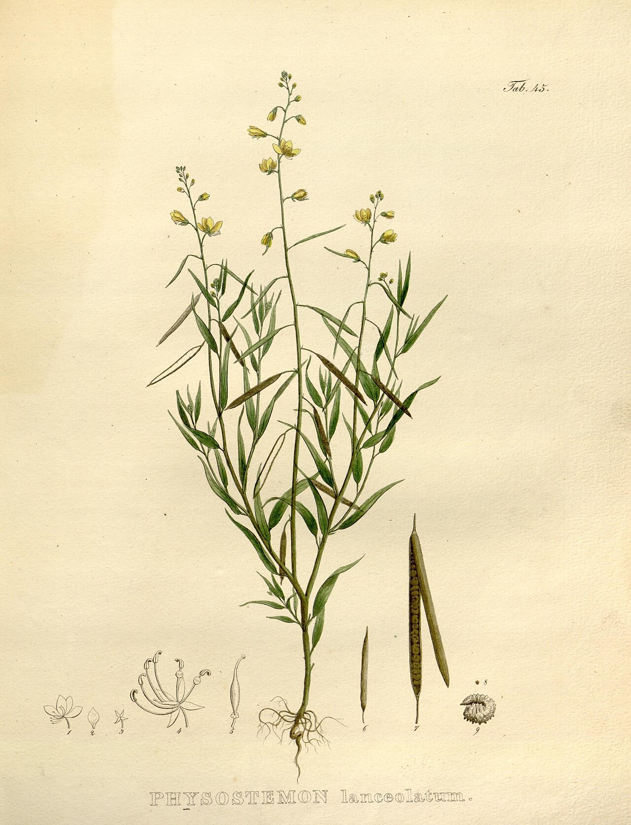 Physostemon lanceolatus