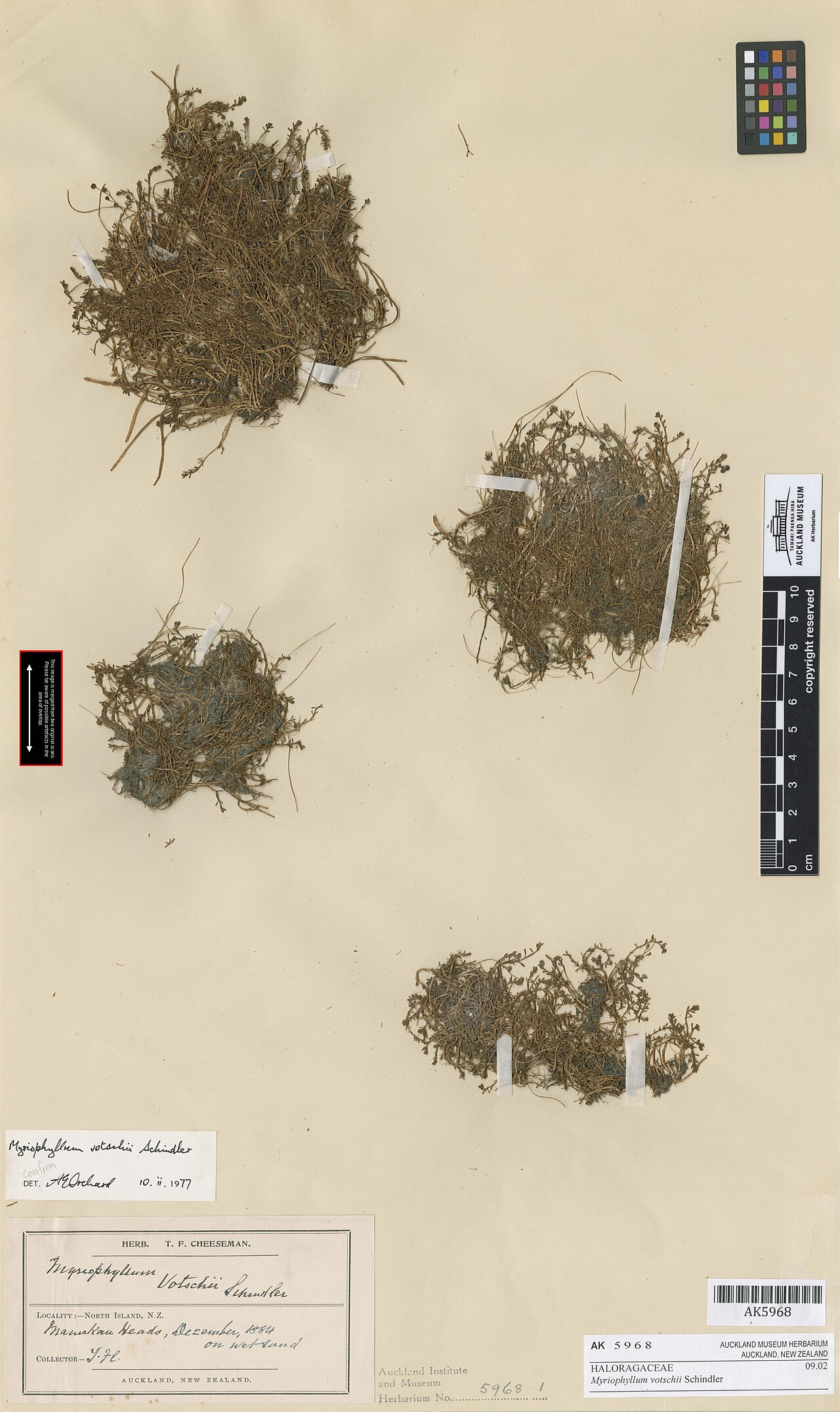 Myriophyllum votschii