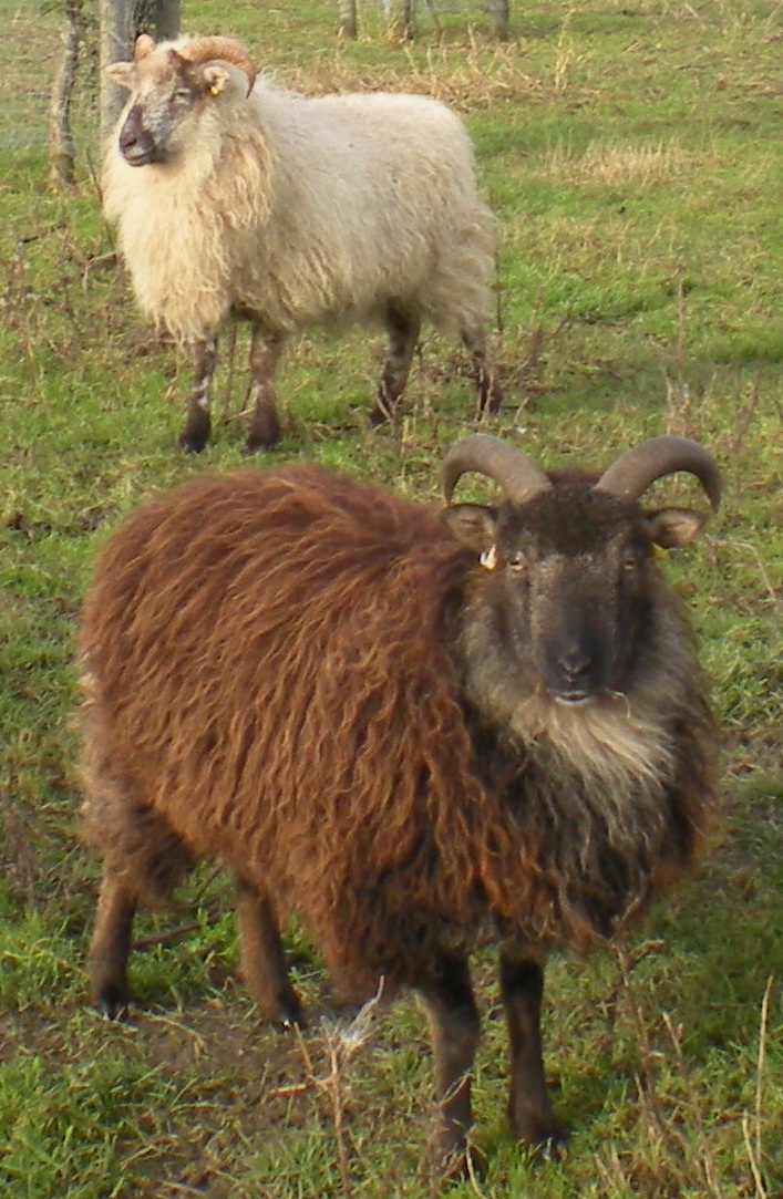 Boreray sheep