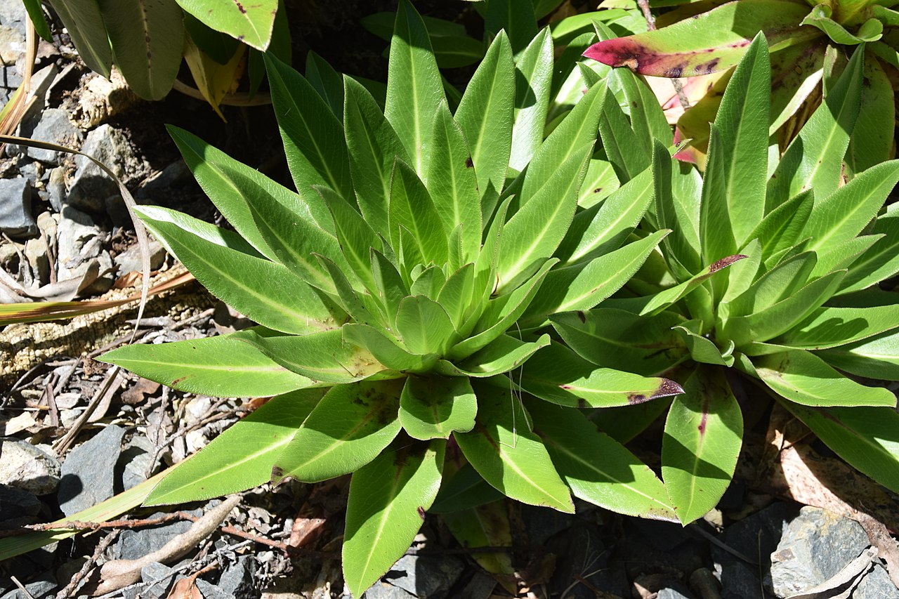 Eucomis autumnalis