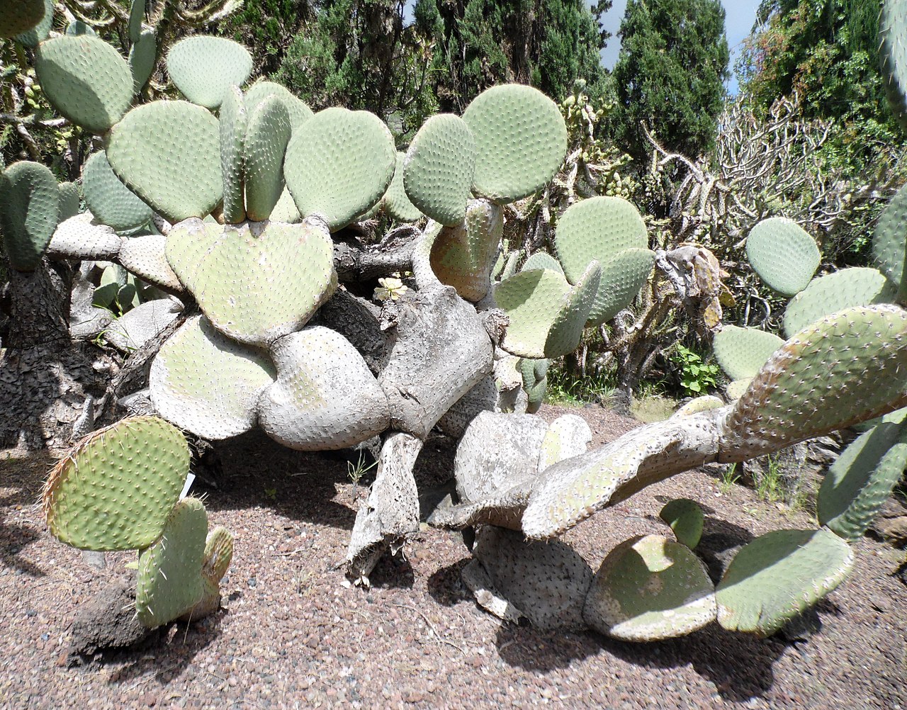 Opuntia spinulifera