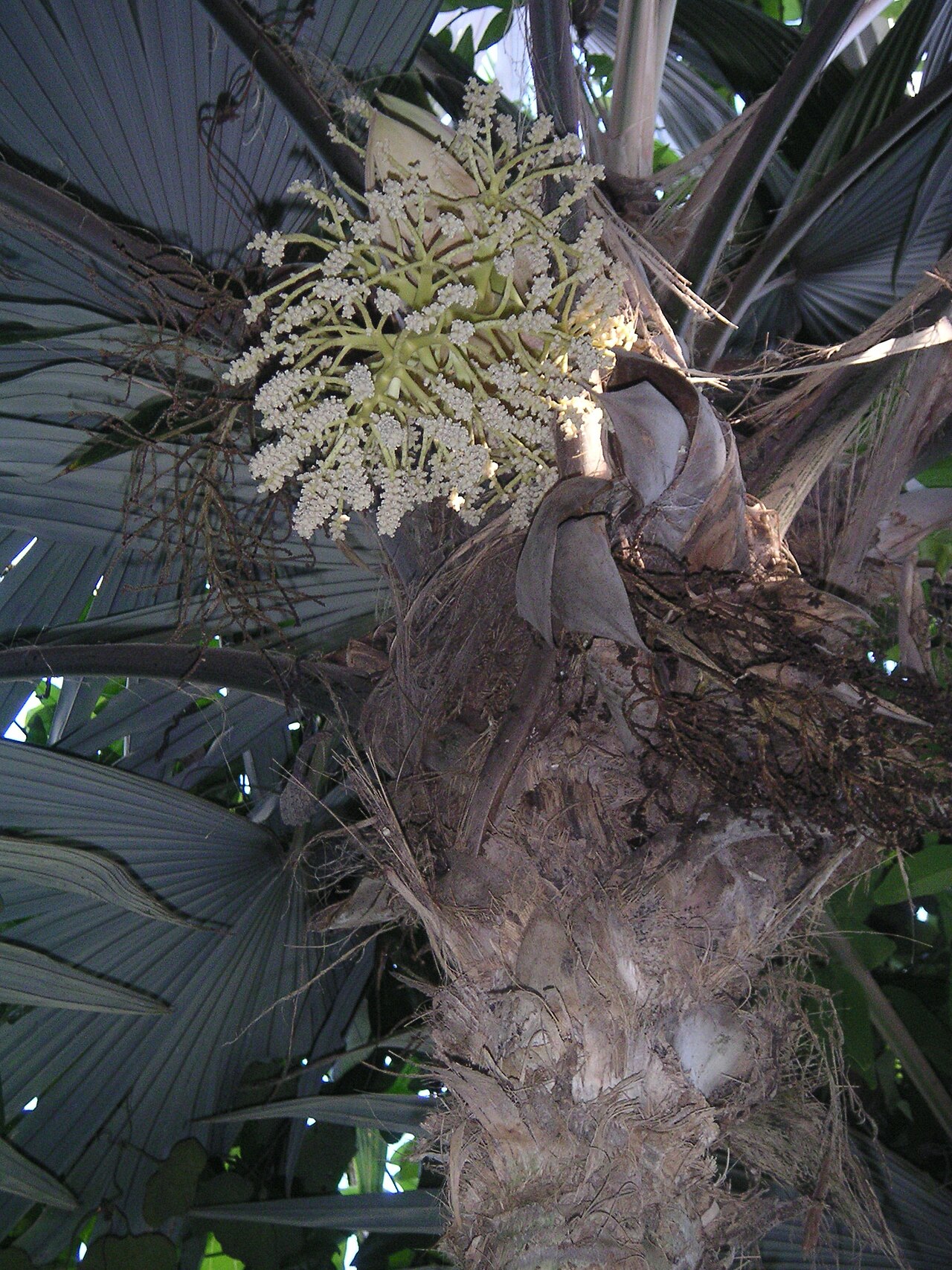 Cryosophila warscewiczii