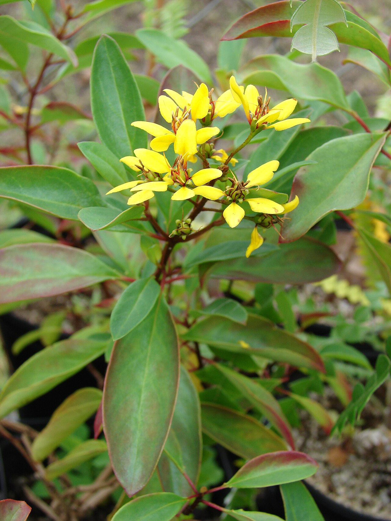 Galphimia gracilis
