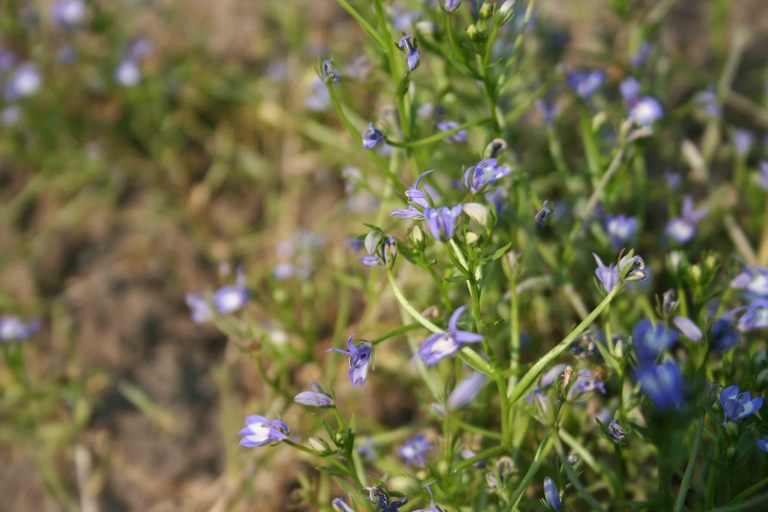Downingia elegans