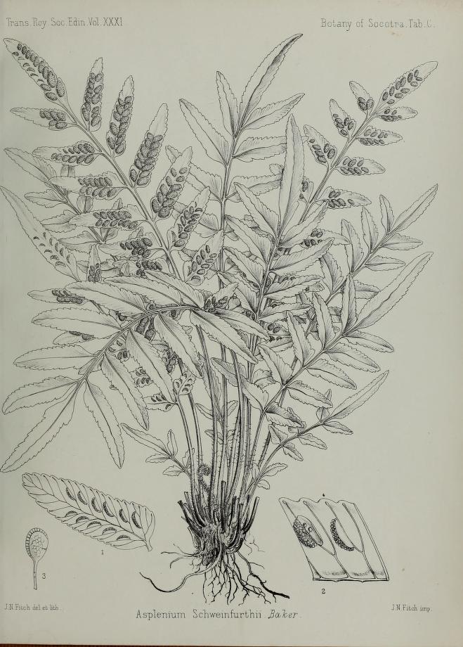 Asplenium schweinfurthii
